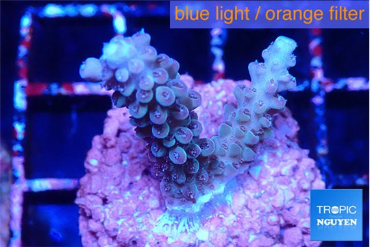 Acropora purple 2-3 cm WYSIWYG acclimaté