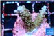 Acropora purple 2-3 cm WYSIWYG acclimaté