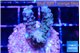 Acropora purple 2-3 cm WYSIWYG acclimaté