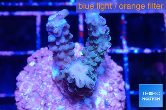 Acropora purple 2-3 cm WYSIWYG acclimaté