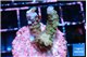 Acropora purple 2-3 cm WYSIWYG acclimaté