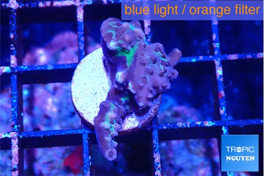 Acropora purple green 1-2 cm WYSIWYG acclimaté