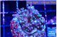 Acropora carduus green polyps deep water 2-4 cm WYSIWYG acclimaté