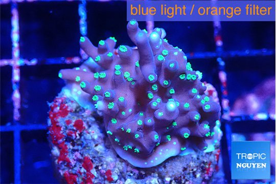 Acropora carduus green polyps deep water 2-4 cm WYSIWYG acclimaté