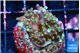 Acropora carduus green polyps deep water 2-4 cm WYSIWYG acclimaté
