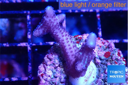 Seritopora pink purple Fijii 2 cm WYSIWYG acclimaté