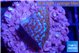 Montipora superman 1-2 cm WYSIWYG acclimaté