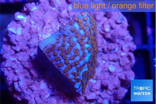 Montipora superman 1-2 cm WYSIWYG acclimaté