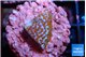 Montipora superman 1-2 cm WYSIWYG acclimaté