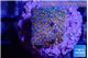 Montipora fruity 2 cm WYSIWYG acclimaté