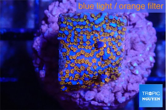 Montipora fruity 2 cm WYSIWYG acclimaté