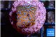 Montipora fruity 2 cm WYSIWYG acclimaté