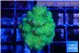 Pocillopora verrucosa toxic green 3-4 cm WYSIWYG acclimaté
