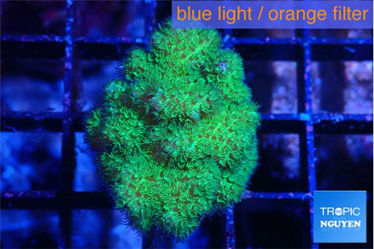 Pocillopora verrucosa toxic green 3-4 cm WYSIWYG acclimaté