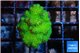 Pocillopora verrucosa toxic green 3-4 cm WYSIWYG acclimaté
