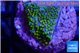 Montipora rainbow 1-2 cm WYSIWYG acclimaté