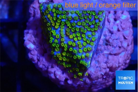 Montipora rainbow 1-2 cm WYSIWYG acclimaté