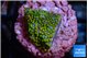 Montipora rainbow 1-2 cm WYSIWYG acclimaté