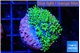 Galaxea neon green 2-3 cm WYSIWYG acclimaté