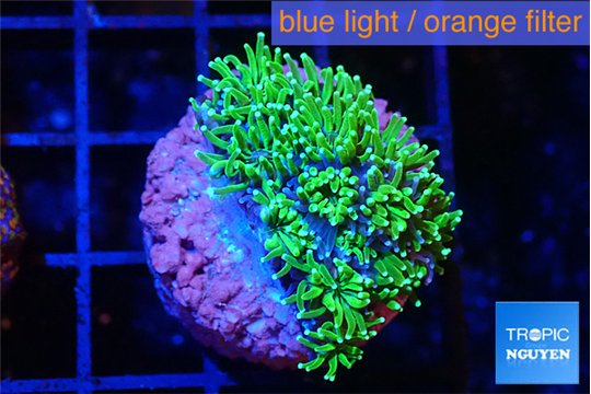Galaxea neon green 2-3 cm WYSIWYG acclimaté