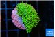 Galaxea neon green 2-3 cm WYSIWYG acclimaté
