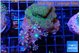 Montipora & clavularia papaya 5-8 cm WYSIWYG acclimaté