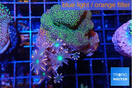 Montipora & clavularia papaya 5-8 cm WYSIWYG acclimaté