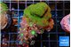 Montipora & clavularia papaya 5-8 cm WYSIWYG acclimaté