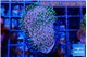 Sarcophython full neon green polyps Australia 3-4 cm WYSIWYG acclimaté