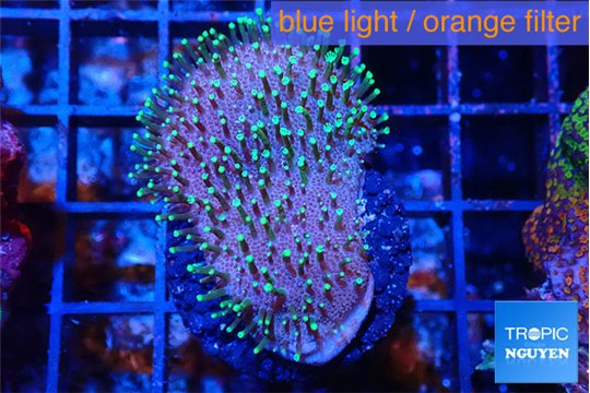 Sarcophython full neon green polyps Australia 3-4 cm WYSIWYG acclimaté
