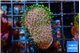 Sarcophython full neon green polyps Australia 3-4 cm WYSIWYG acclimaté