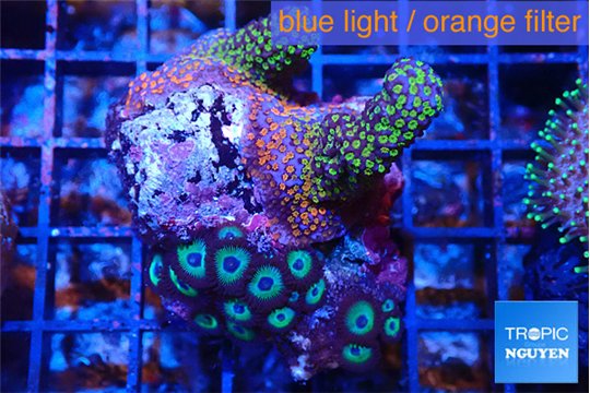 Montipora superman & Zoanthus blue 4-5 cm WYSIWYG acclimaté