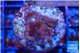 Acropora carduus green polyps deep water 2-3 cm WYSIWYG acclimaté