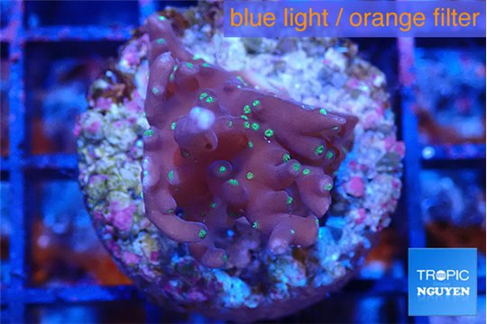 Acropora carduus green polyps deep water 2-3 cm WYSIWYG acclimaté