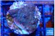 Acropora purple 2-3 cm WYSIWYG acclimaté