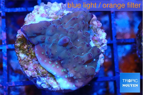 Acropora purple 2-3 cm WYSIWYG acclimaté