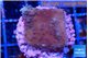 Montipora purple & blue polyps 2-3 cm WYSIWYG acclimaté