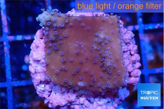 Montipora purple & blue polyps 2-3 cm WYSIWYG acclimaté