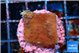 Montipora purple & blue polyps 2-3 cm WYSIWYG acclimaté