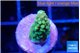 Acropora green 1-2 cm WYSIWYG acclimaté