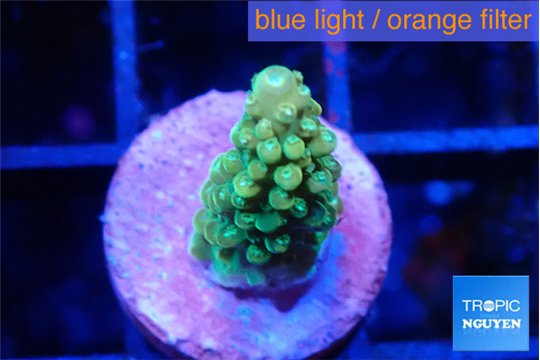 Acropora green 1-2 cm WYSIWYG acclimaté