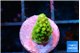 Acropora green 1-2 cm WYSIWYG acclimaté