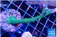 Acropora green purple tip 4-6 cm WYSIWYG acclimaté