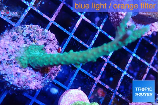 Acropora green purple tip 4-6 cm WYSIWYG acclimaté