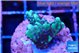 Montipora incredible hulk 2-3 cm WYSIWYG acclimaté