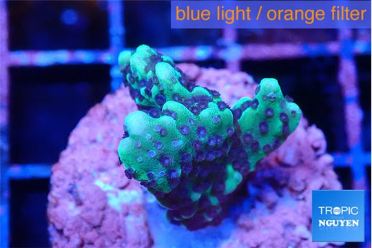 Montipora incredible hulk 2-3 cm WYSIWYG acclimaté