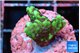 Montipora incredible hulk 2-3 cm WYSIWYG acclimaté