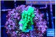 Acropora neon green 2-3 cm WYSIWYG acclimaté