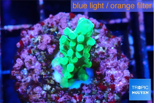 Acropora neon green 2-3 cm WYSIWYG acclimaté