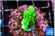 Acropora neon green 2-3 cm WYSIWYG acclimaté